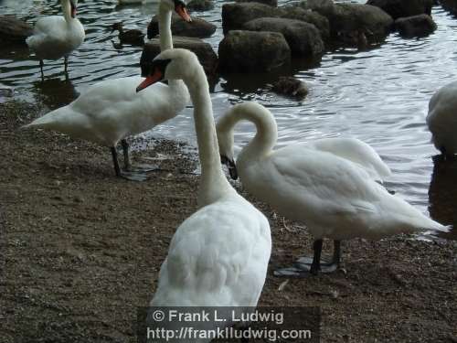 Swans